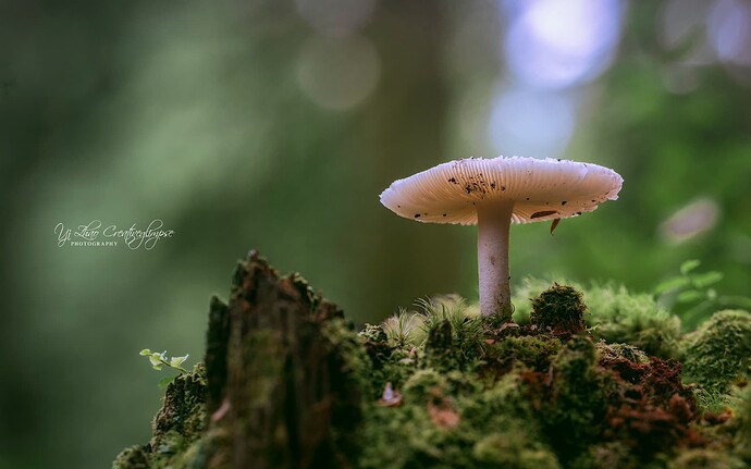 fungi_08-22-2024